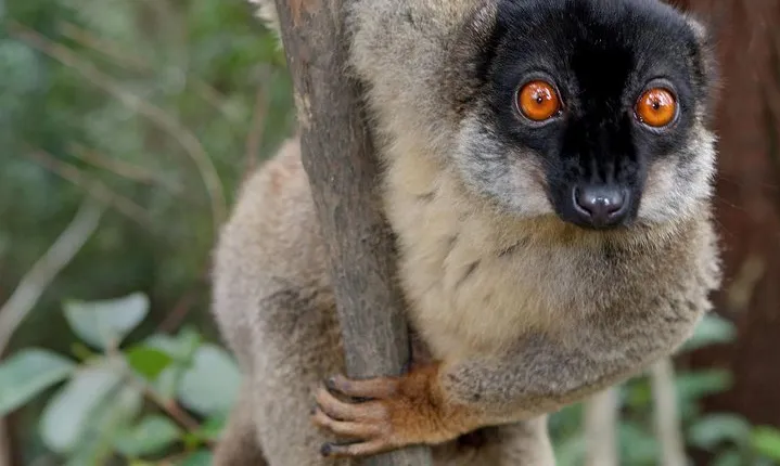 Lemur Day Tour at Andasibe Rainforest and Vakona Lodge Reserve