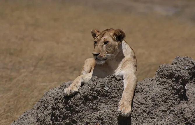 4-Day Tour to Tanzania's National Parks