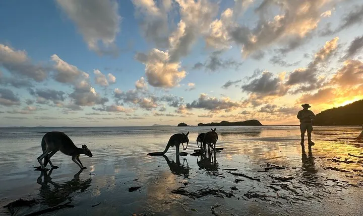 Beach Sunrise with the Wallabies