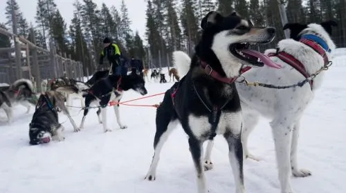 Levi: Self-Drive Guided Husky Tour