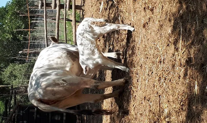 Farm tour with cheese & pizza experience, wine & Limoncello test