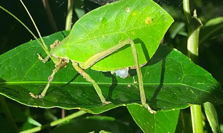 Monteverde Private Night Tour
