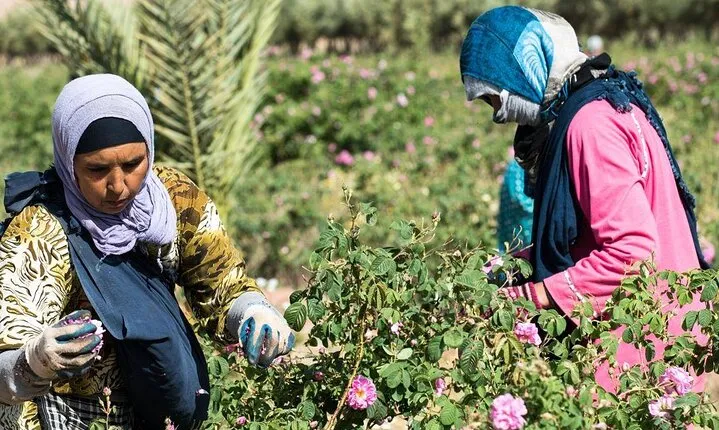 Private Excursion from Ouarzazate to Gorges Dades, Valley of Roses and Skoura