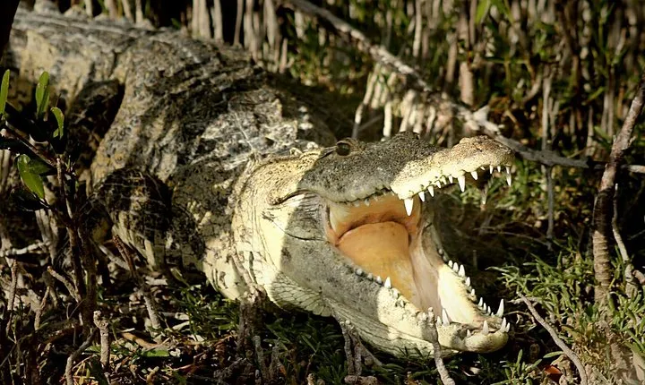 Sian Ka'an Adventure Full Day Trip to Punta Allen