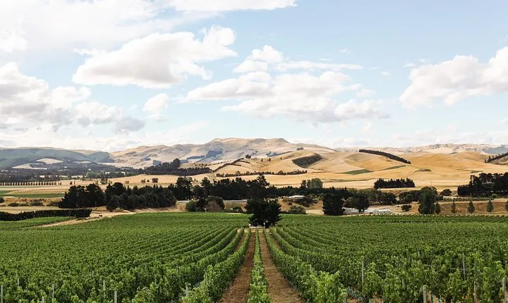 Waipara Wine Trail Afternoon Tour from Christchurch