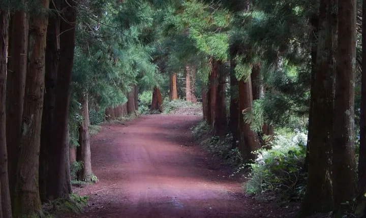 Half Day Terceira Island Tour by 4x4