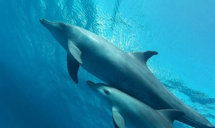 Luxury Cruise inc. Snorkeling/Massage/Island/water sport & Lunch