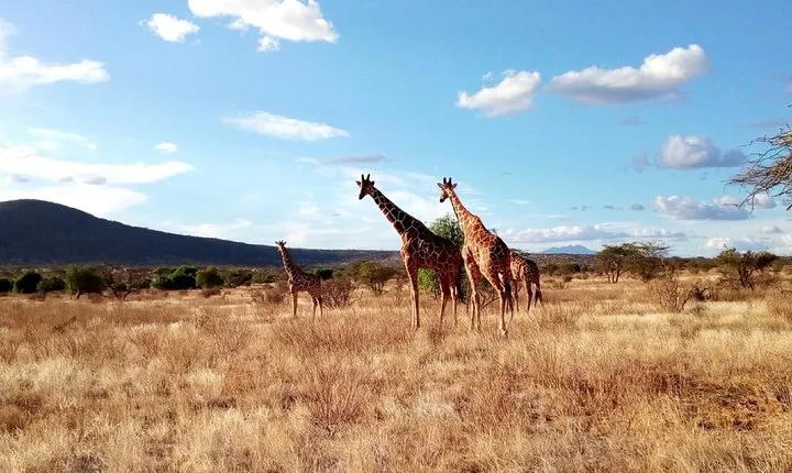 3 days Maasai Mara safari from Nairobi