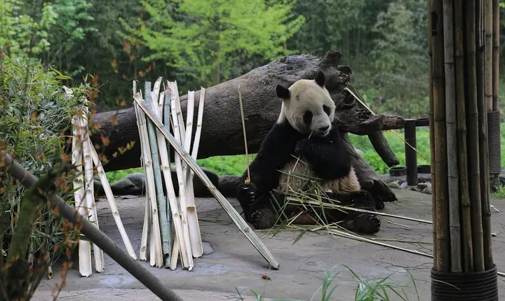 Dujingyan Panda Sanctuary option Panda Handicrafts Experience