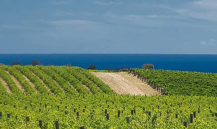 McLaren Vale Winery Small Group Tour with Wine Tasting and Lunch