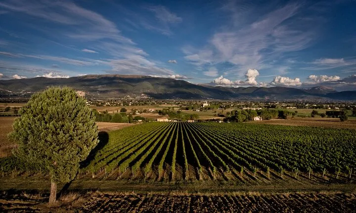 Winery Tour and Private Tasting in Montefalco