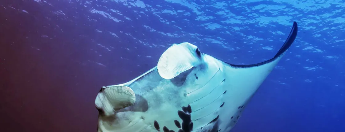 Snorkeling Adventure with East Nusa Penida Tour All Inclusive