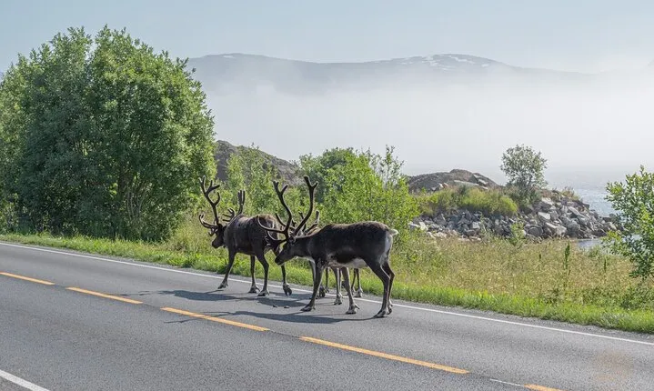 Arctic Roadtrip: fjords with scenic picnic | Sightseeing