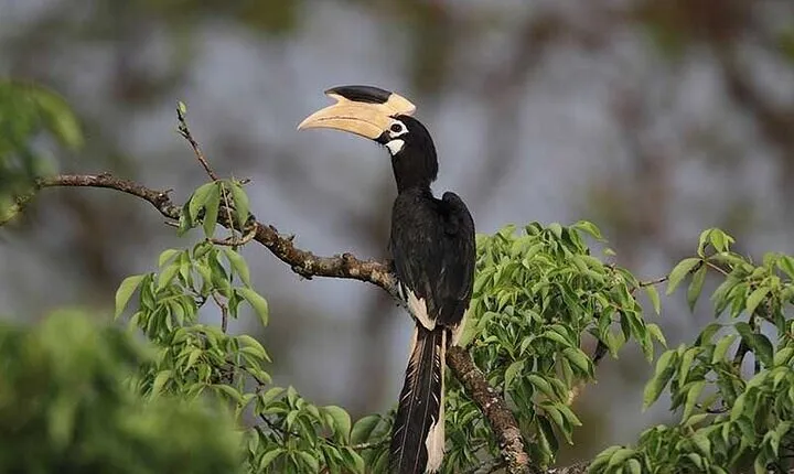 Wilpattu National Park Jeep Safari from Negombo / Waikkal (All Inclusive)