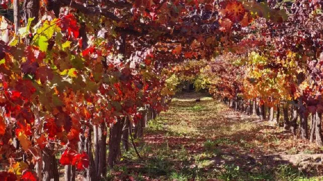 Santiago, Chile: Maipo Valley Wine Tour with Visits to 4 Vineyards