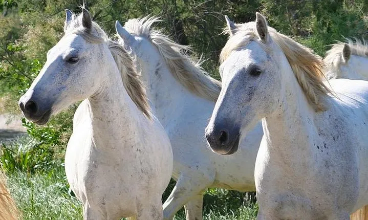 4x4 Camargue Safari 4h - Departure from Arles
