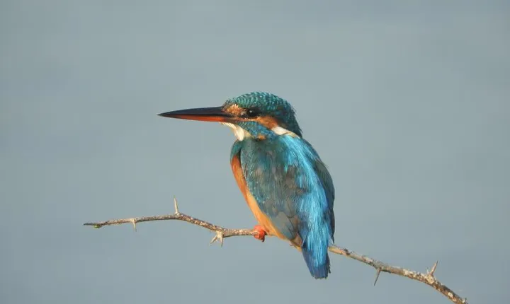 Bundala National Park Birds Watching Safari Tour