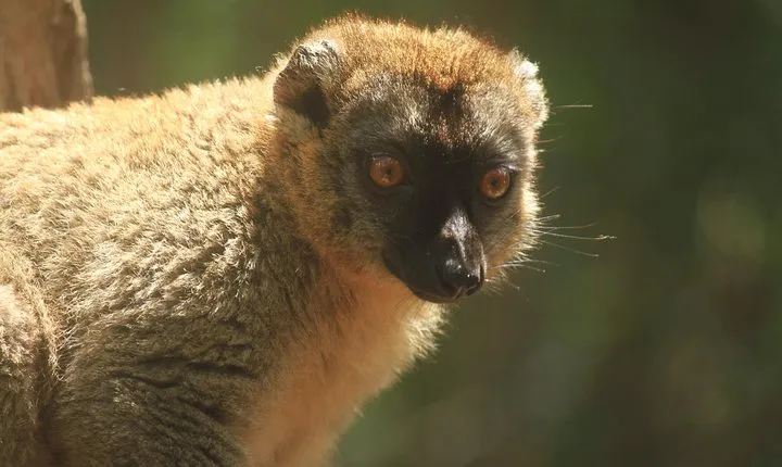 Madagascar Wildlife Tour for 02 days