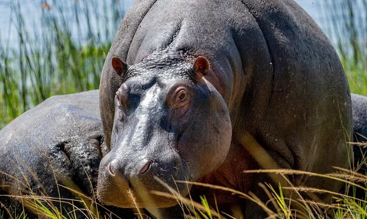 1 Day Safari to Akagera national park