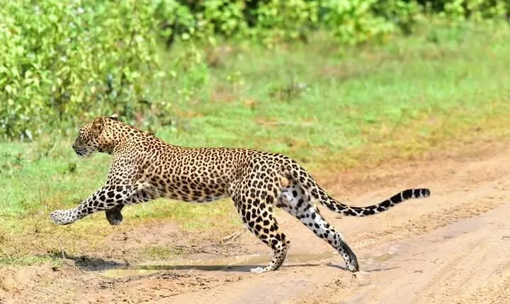 Yala National Park Safari from Ella