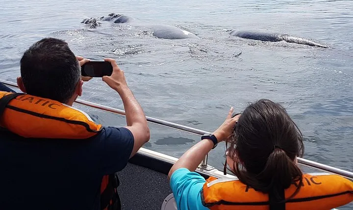 The Best of Peninsula Valdés in one day