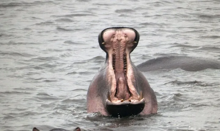 4-Day Safari from Arusha: Tarangire, Serengeti and Ngorongoro