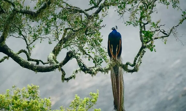 Yala National Park by Ajith Safari