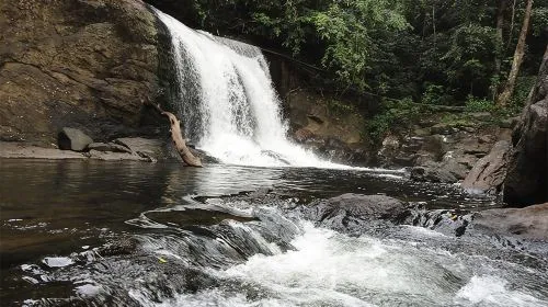Sinharaja Rain Forest UNESCO Walk and Bird Watching Day Tour