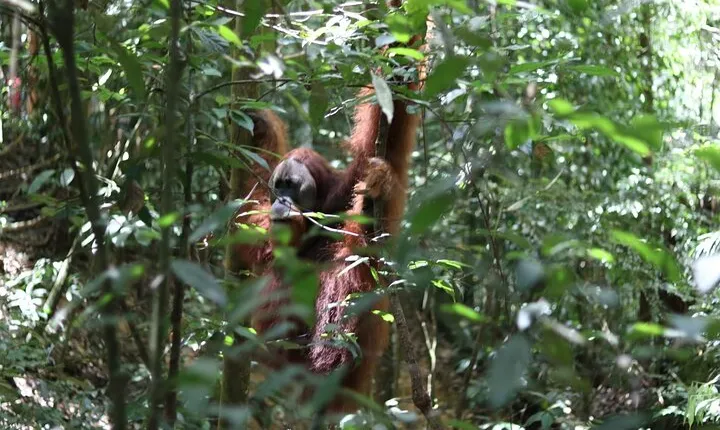 Bukit Lawang Full Day Jungle Trek