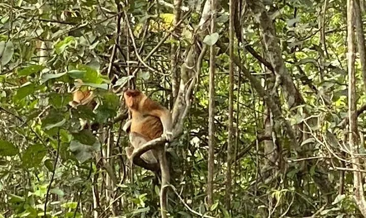 Borneo (Klias) River Cruise & Fireflies Tour