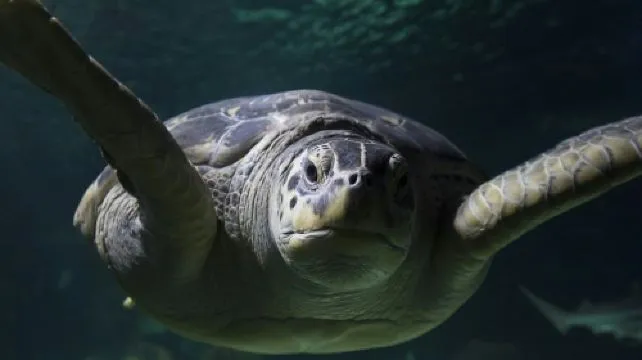 SEA LIFE Speyer: Entry Ticket Child