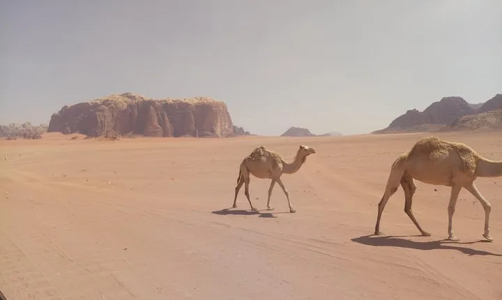 Booking transportation minivan in Jordan