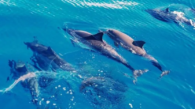 Oahu West Coast Dolphin Swim Half-Day Tour (English Group)
