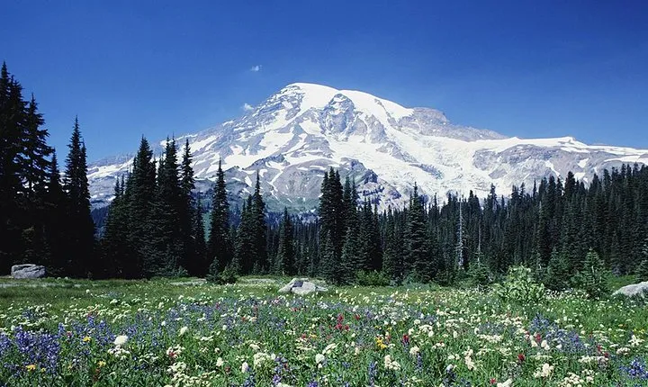 Mt. Rainier Day Tour from Seattle