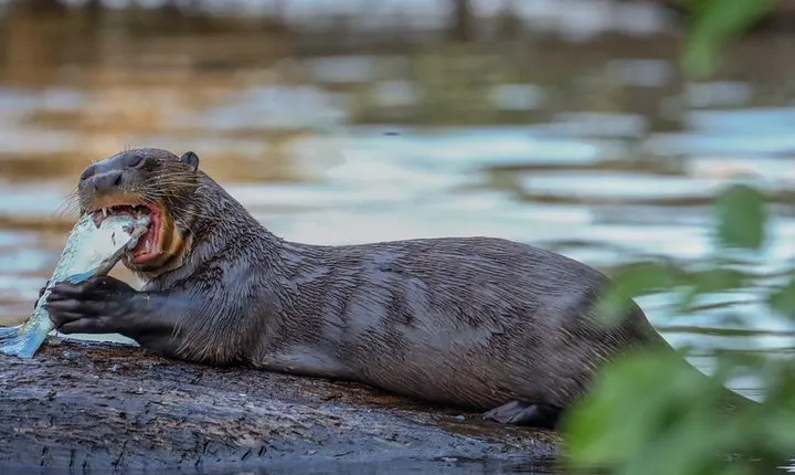  Lake Sandoval National reserve ,hiking and wildlife search