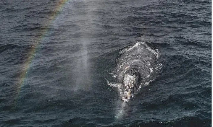 Half-Day Whale Watching Tour From Monterey