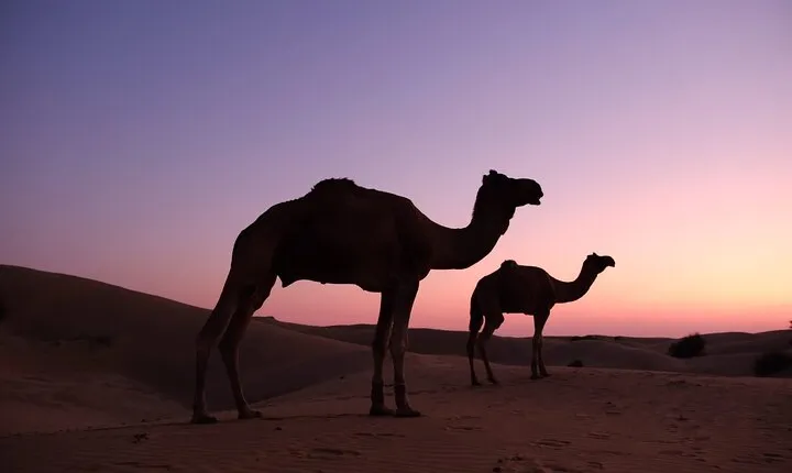 Overnight Camel Safari 
