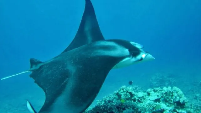 West Maui Afternoon Snorkel from Ka'anapali Beach