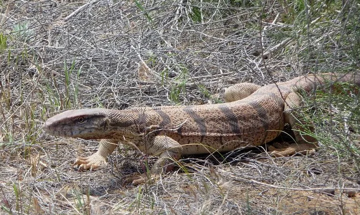Desert Yurt Camp tour - 2 days (shared)