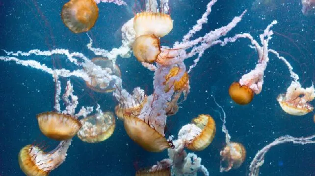 Nausicaá - Centre national de la Mer Ticket Child