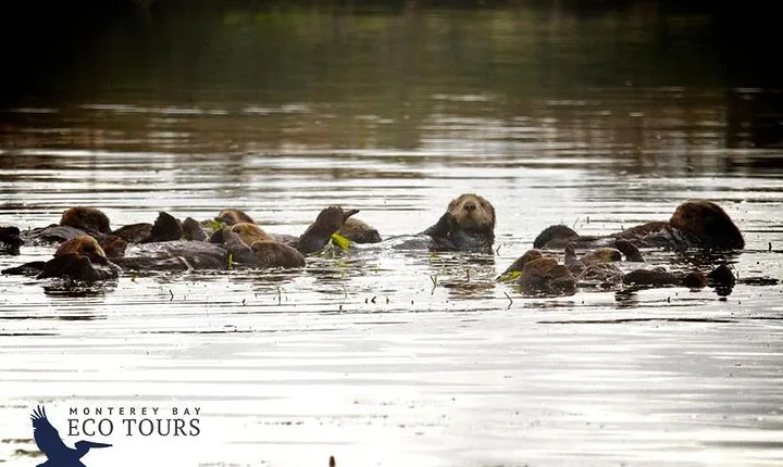 Elkhorn Slough Wildlife Tour