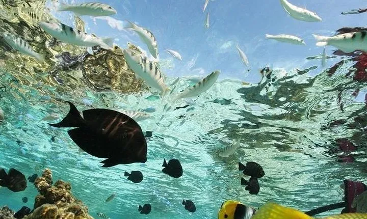 Bali Blue Lagoon Snorkeling- Tegenung Waterfall- Lunch- Transfers