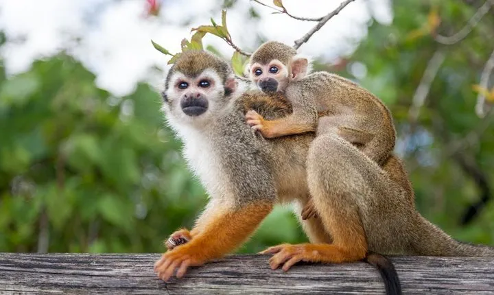 Adventure Bundle: Monkeyland, Ziplines & Buggies Punta Cana