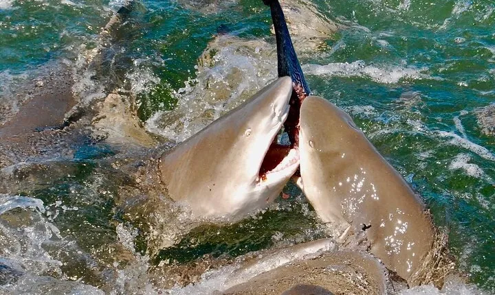 Shark and Wildlife Viewing Adventure in Key West
