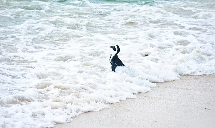 Cape of Good Hope & Boulder Penguins Full-Day Tour from Cape Town