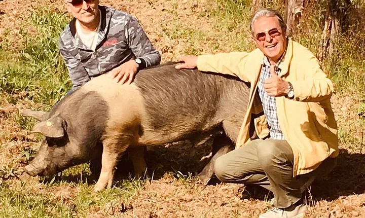 Visit to the Cinta Senese farm in Montepulciano