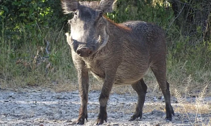 Game Drive & Rhino Safari Experience