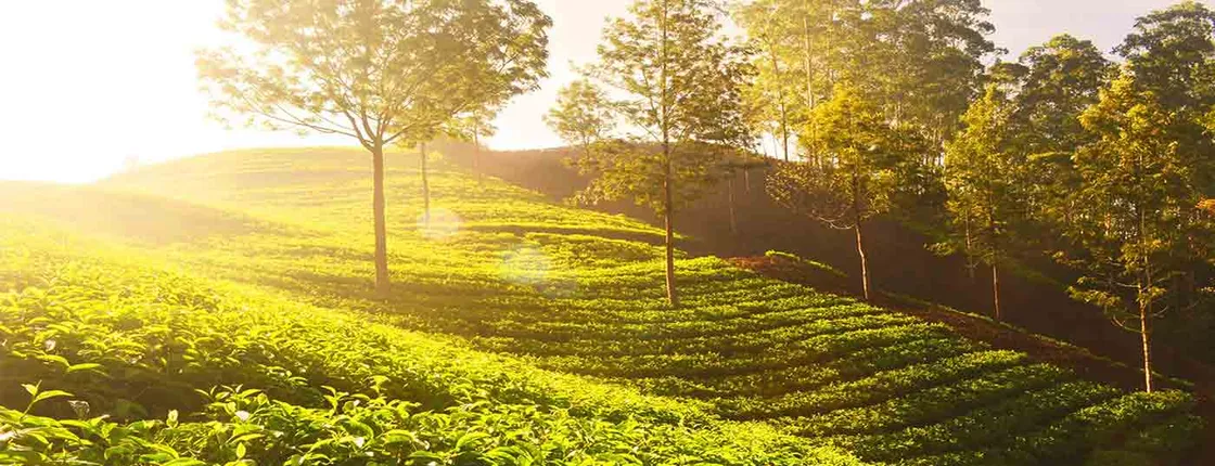 3-Days Eastern Paradise Ilam Tour from Kathmandu