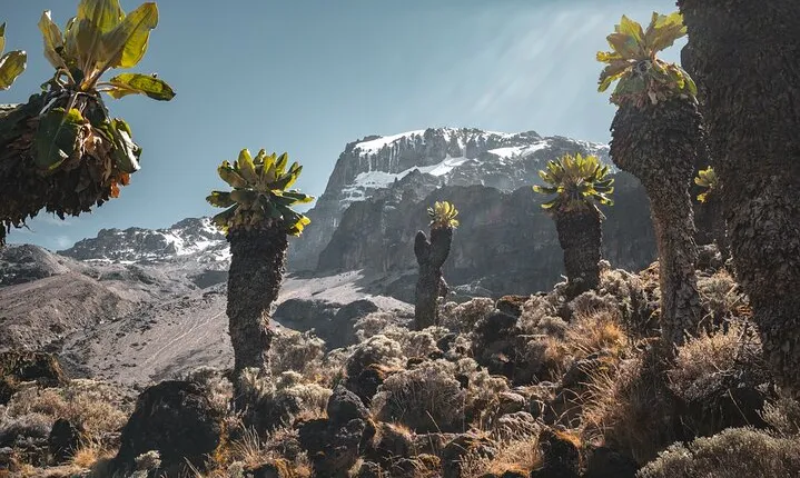 Kilimanjaro climb, Machame Route (7-day)