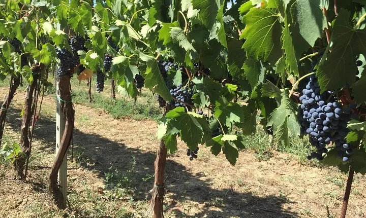 Cellar Tour & Wine Tasting